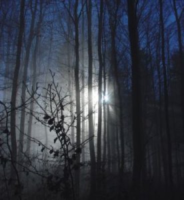 mystic_forest_trees_226070_l.jpg